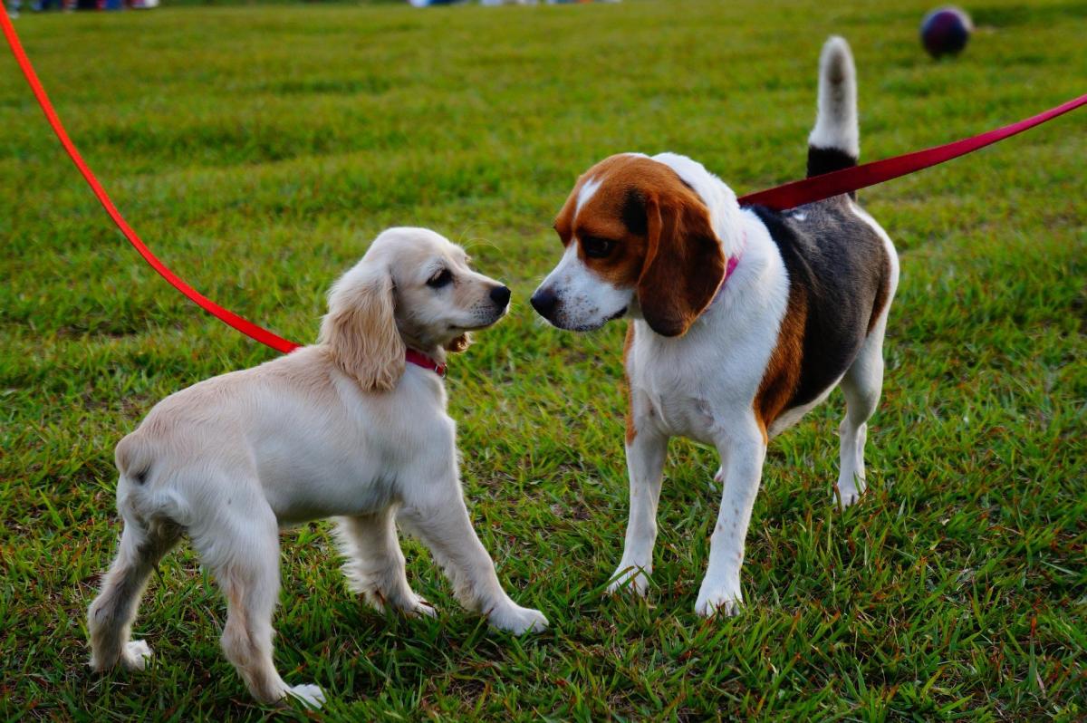 How to Train Your Dog to Ignore Other Dogs
