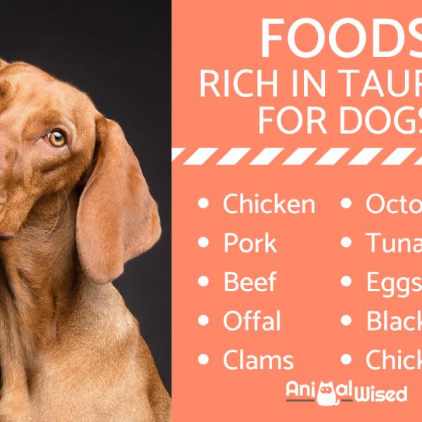 Taurine rich foods for dogs top