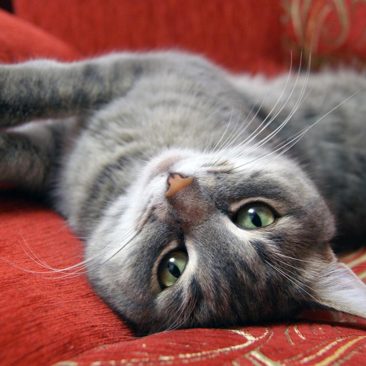 10 Weird Things that Cats Do