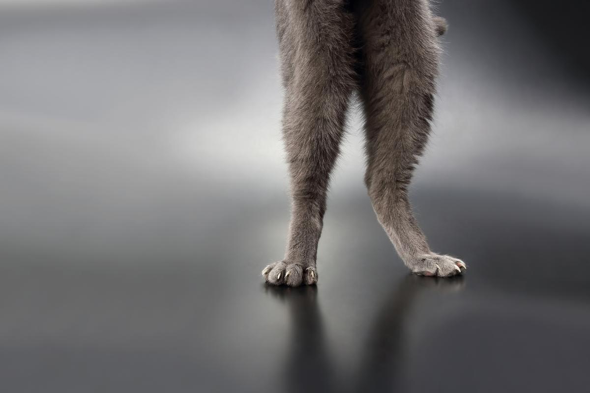 How to Strengthen a Cat's Hind Legs
