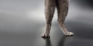 How to Strengthen a Cat's Hind Legs