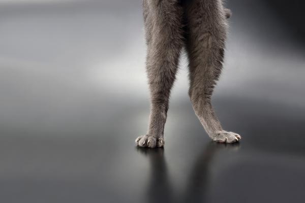 How to Strengthen a Cat's Hind Legs