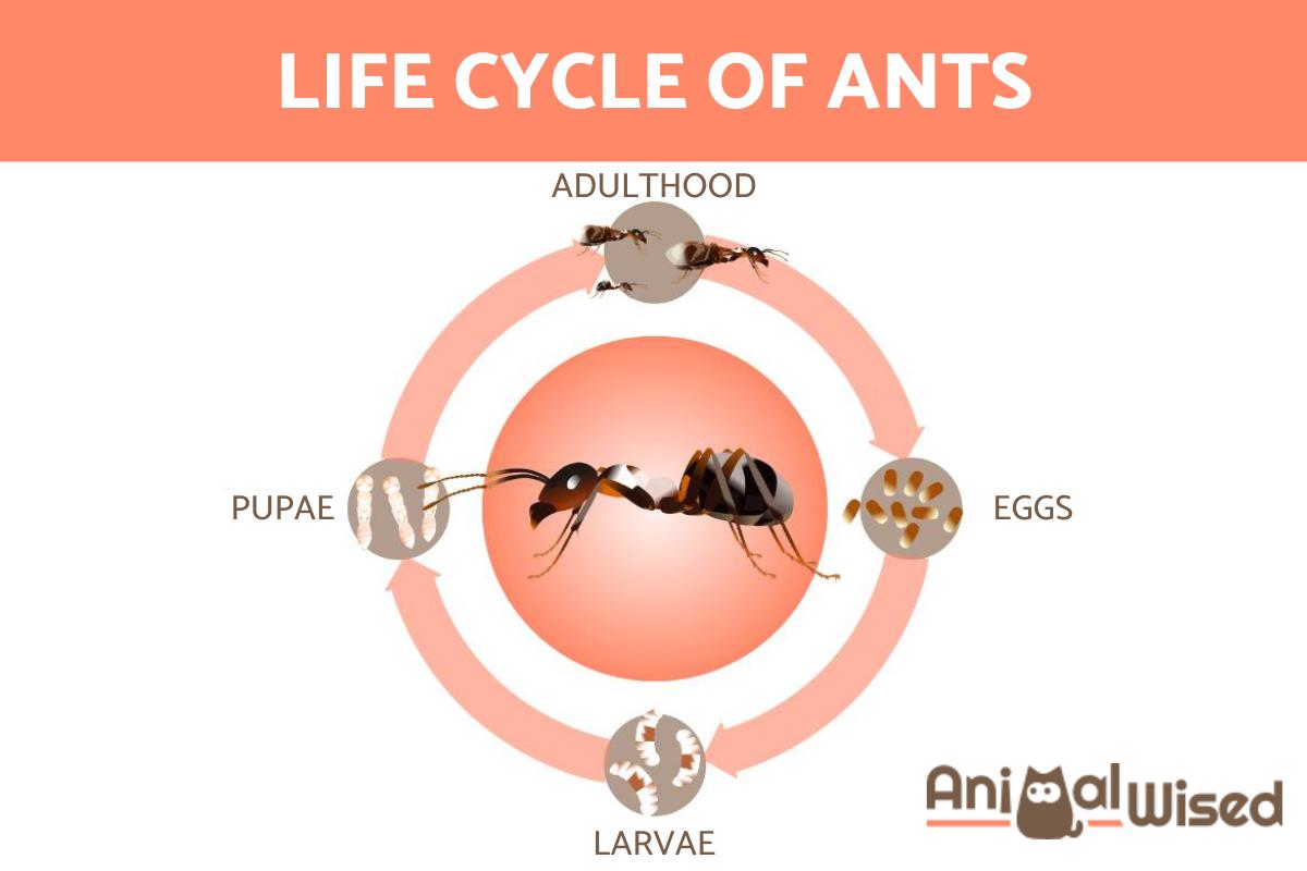 How Long Do Ants Live?