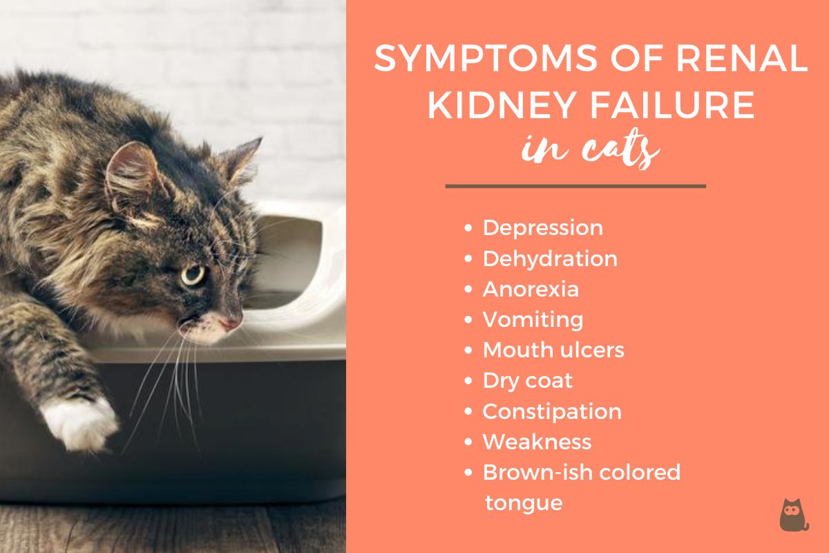 What Are the Symptoms of a Cat With Kidney Failure?