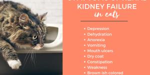 What Are the Symptoms of a Cat With Kidney Failure?