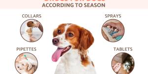 Best Antiparasitic Drugs for Dogs According to Season