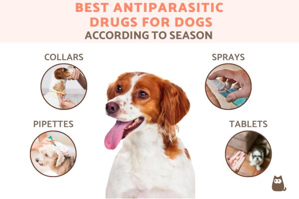 Best Antiparasitic Drugs for Dogs According to Season