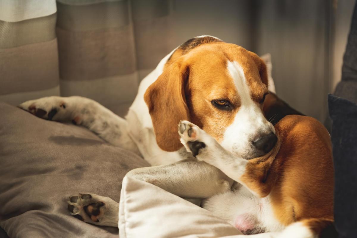 Can Dogs Carry Bed Bugs?