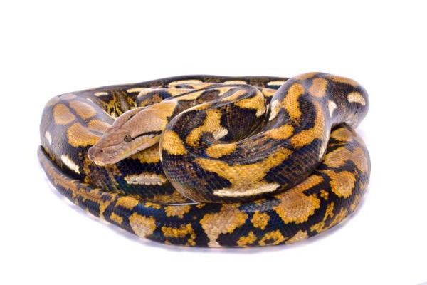 The 10 Largest Snakes In The World - 10. Reticulated python