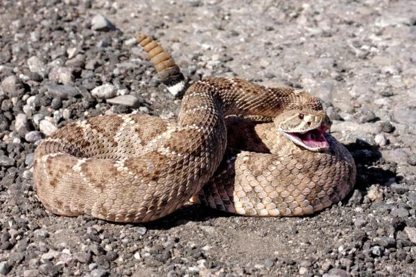 The 10 Largest Snakes In The World - 1. Rattlesnake