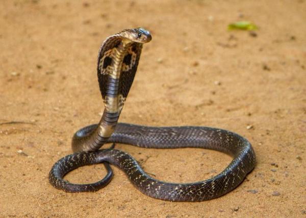 The 10 Largest Snakes In The World - 2. King cobra