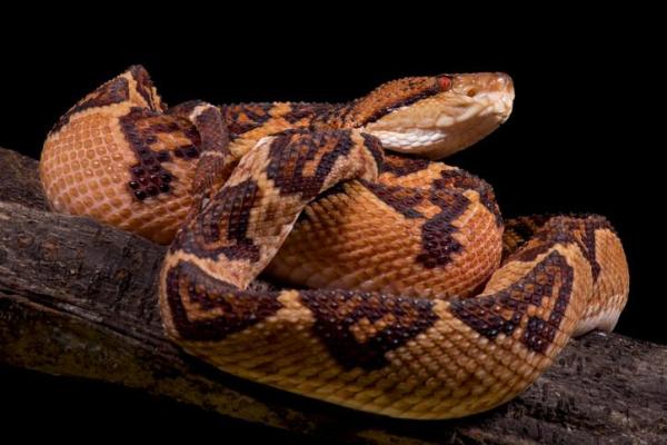 The 10 Largest Snakes In The World - 3. Lachesis muta