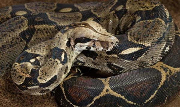 The 10 Largest Snakes In The World - 4. Boa constrictor