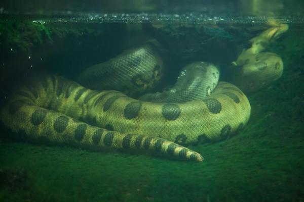 The 10 Largest Snakes In The World - 6. Green Anaconda