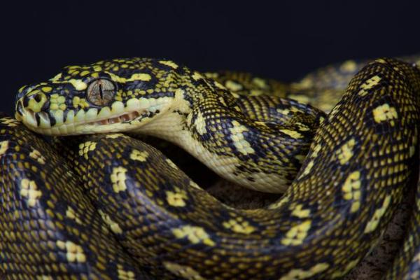 The 10 Largest Snakes In The World - 6. Morelia spilota spilota