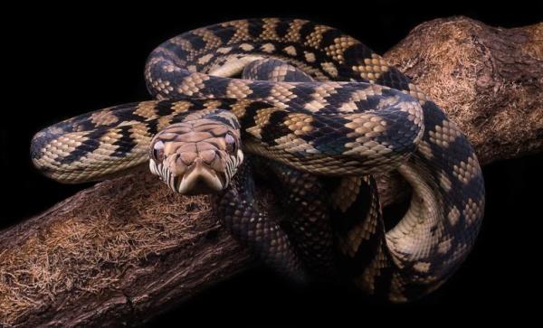 The 10 Largest Snakes In The World - 7. Amethystine Python