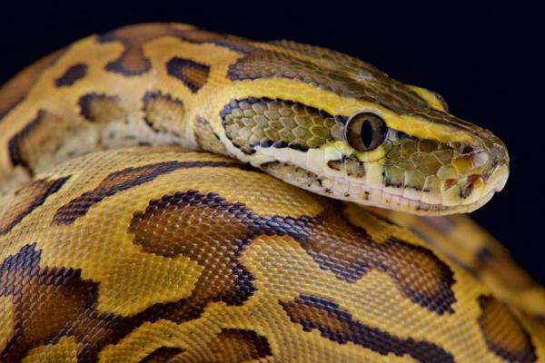 The 10 Largest Snakes In The World - 8. African rock python