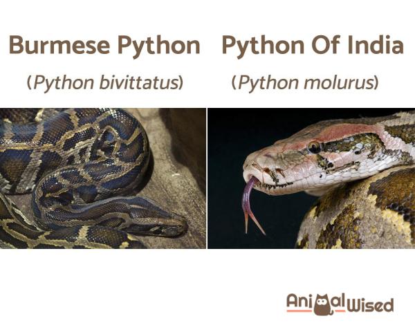 The 10 Largest Snakes In The World - 9. Indian Python and Burmese python