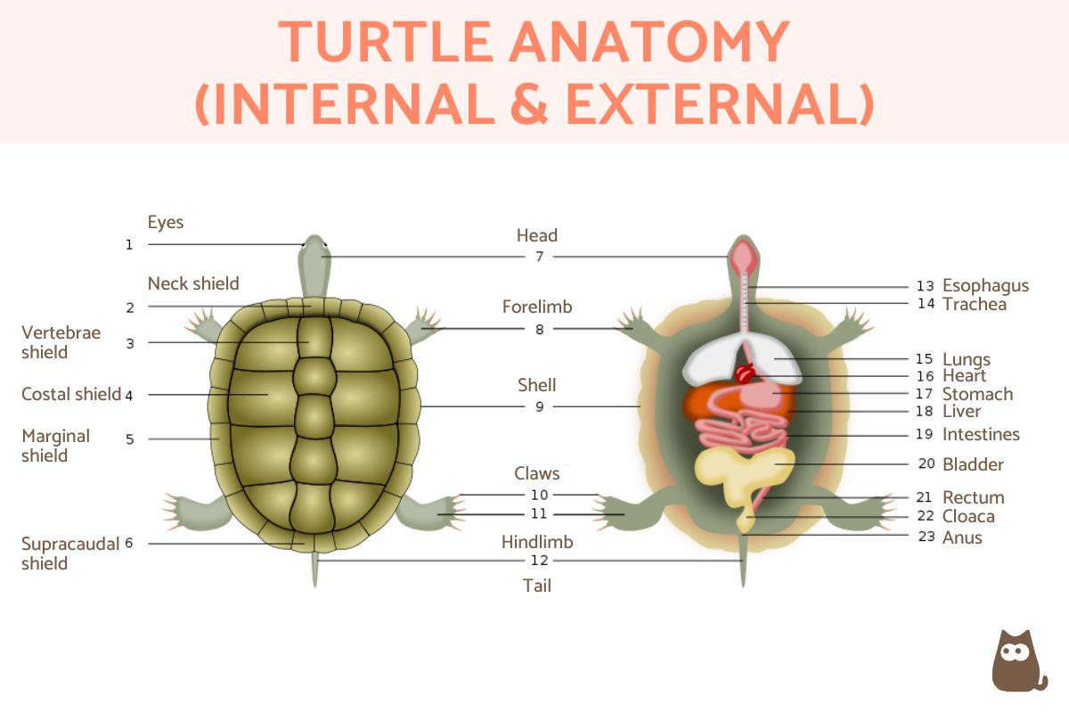 Parts of a Turtle - Turtle Anatomy With Diagrams