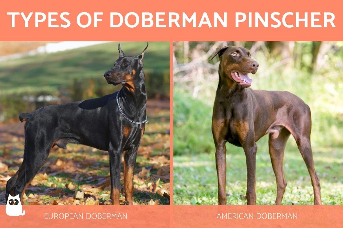 Types of Doberman Pinscher - All Breed Variations
