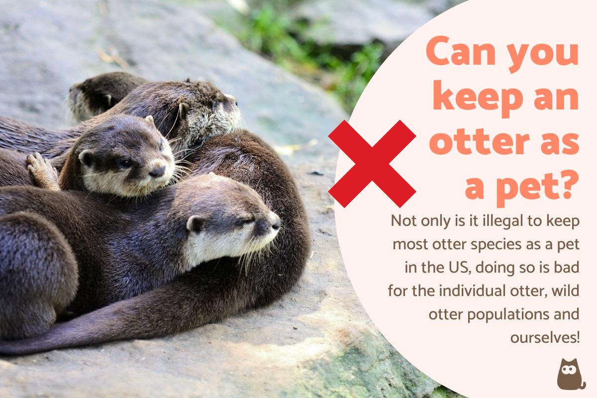 Can You Have an Otter as a Pet?