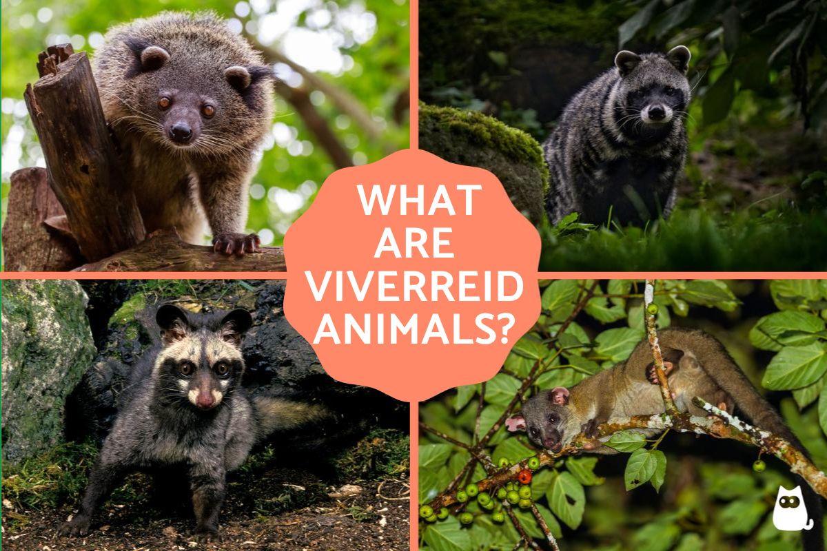 What Are Viverrids Animals? - Viverridae Family