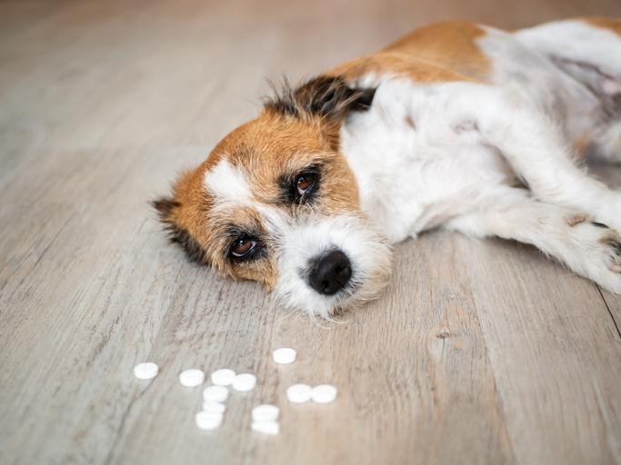 Acetaminophen (Tylenol®) | Dog, Cat, Pet Medication: PetMD | PetMD