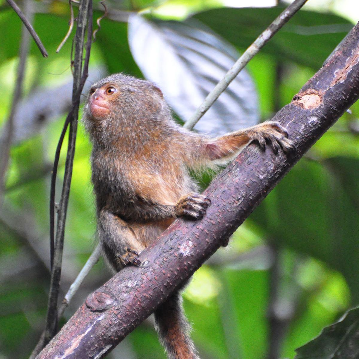 The 10 Smallest Animals in the World