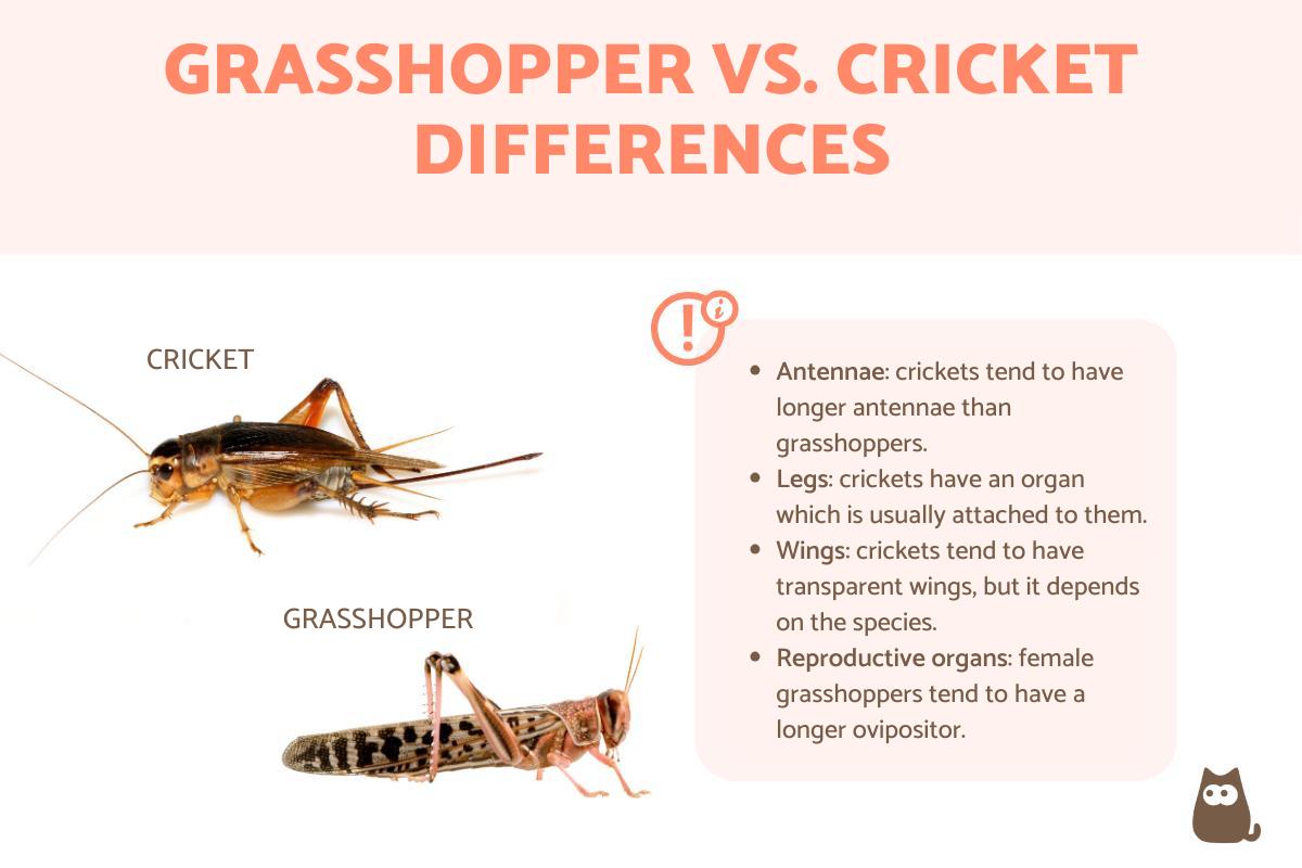 Grasshopper vs. Cricket Differences
