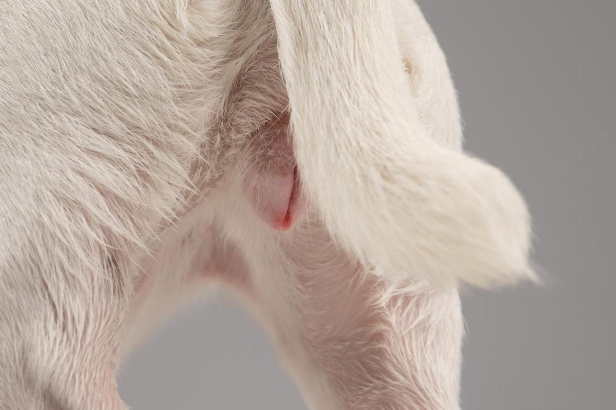 My Dog Has a Growth on Her Vagina