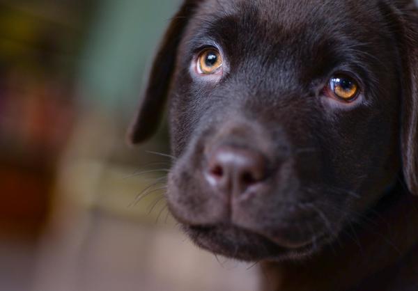 How Long does it take for a Puppy to Adjust to New Home?
