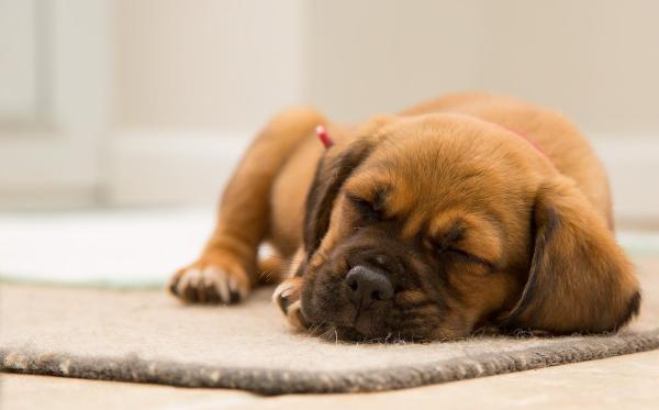 How Long does it take for a Puppy to Adjust to New Home? - They need to explore their new environment