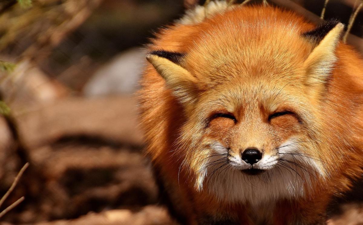 Interesting Facts About Foxes