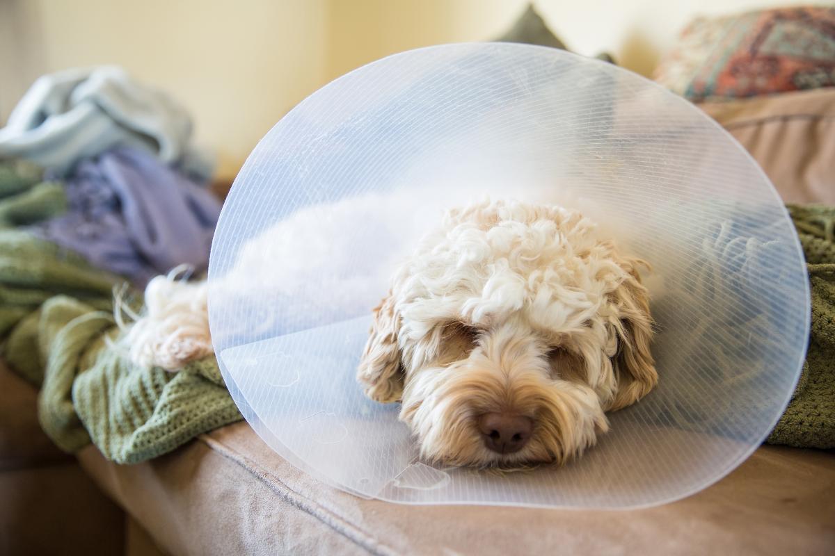 My Dog Is Not Peeing After Neutering