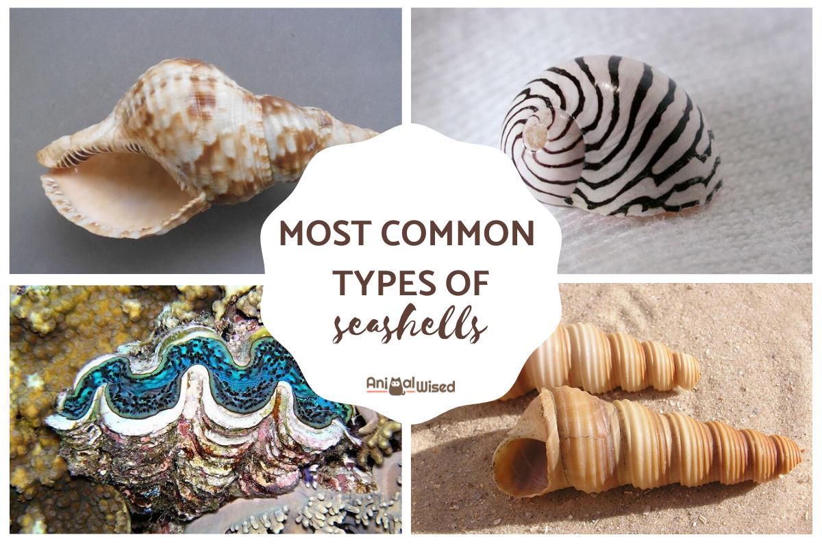 What are the Most Common Types of Seashells?