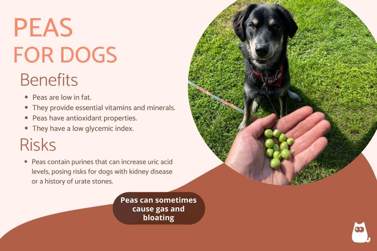 Are Peas Good for Dogs?