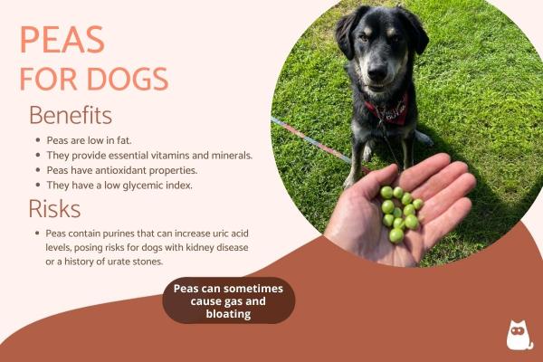 Are Peas Good for Dogs? - Nutritional Benefits and Serving Tips