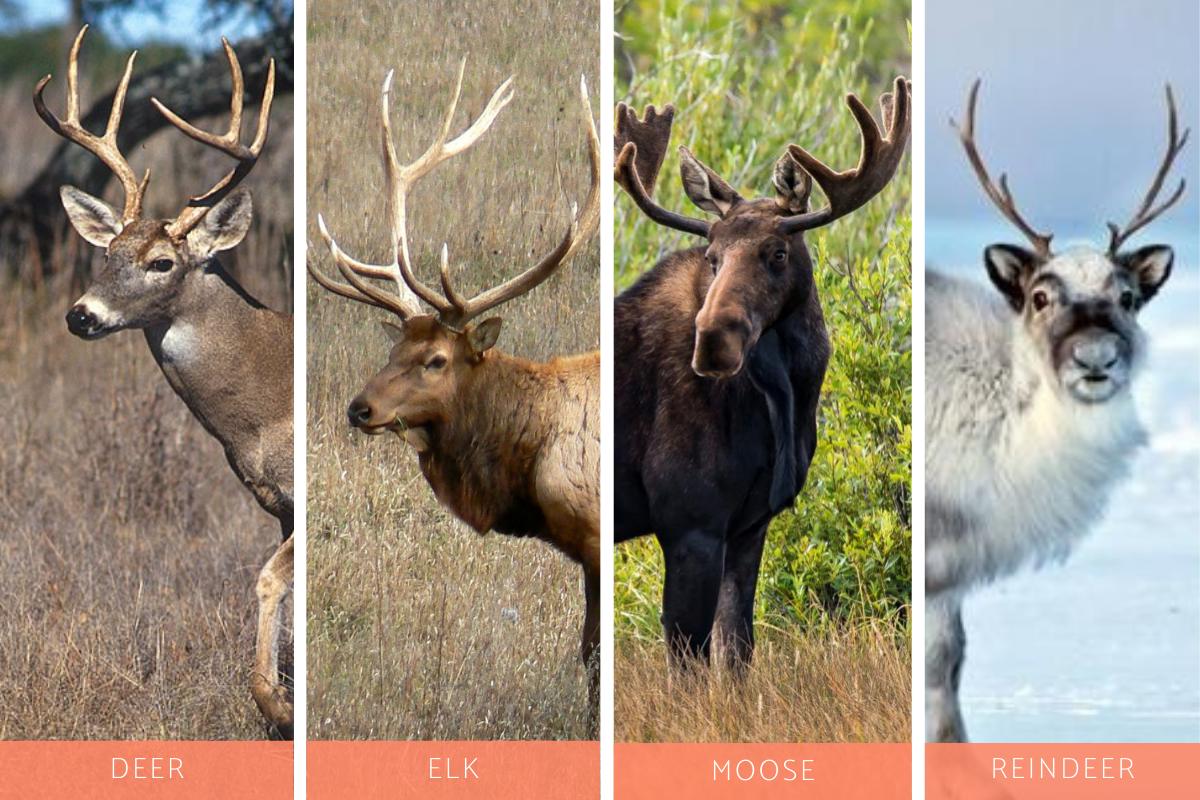 Differences Between Deer Elk Moose and Reindeer