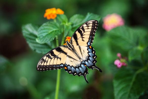 What Animal Am I According to My Zodiac Sign? - Gemini spirit animal (May 21 - June 20): Butterfly