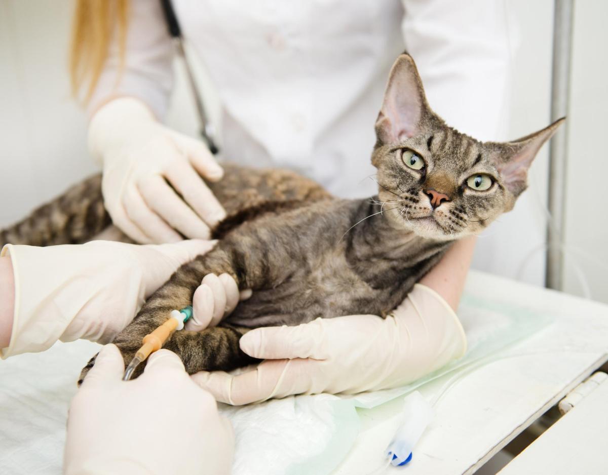 Most Common Viral Diseases in Cats