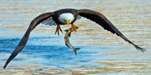 How Do Eagles Hunt? - Eagle Hunting Habits