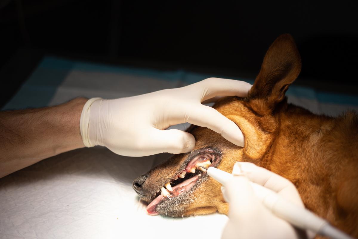 Is Dog Teeth Cleaning Safe?