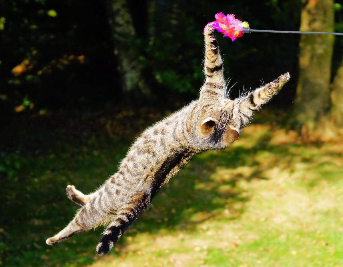 Cat Traits and Abilities You May Not Know