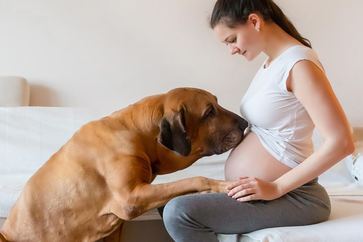 How Do Dogs Act When You Are Pregnant?