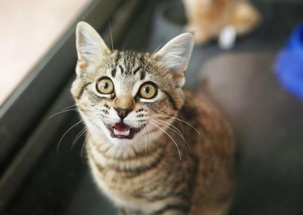 Why is My Cat Staring at Me? - My cat stares at me and meows