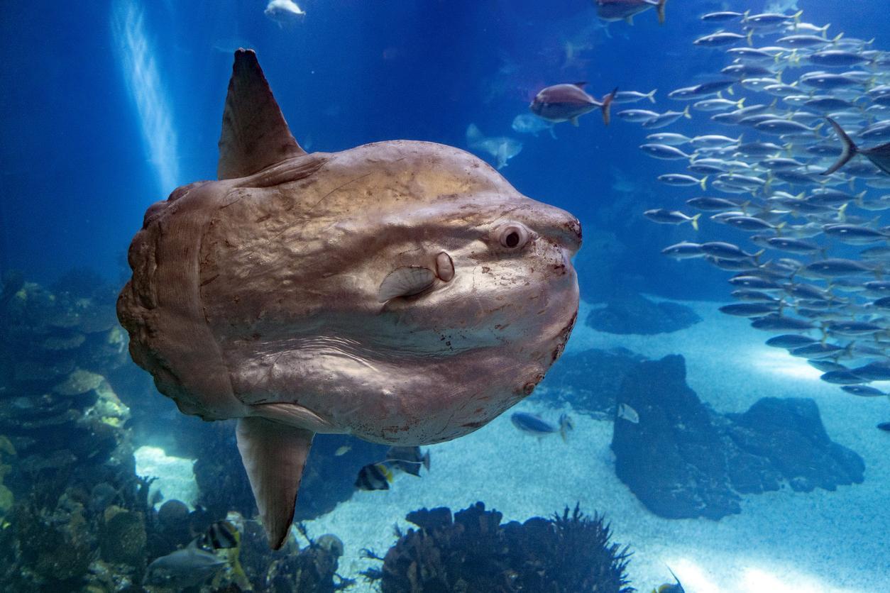 Ocean Sunfish or Mola - Characteristics, Habitat, Feeding and Reproduction