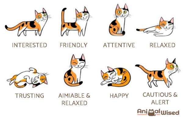Why is My Cat Staring at Me? - The feline gaze and body posture 