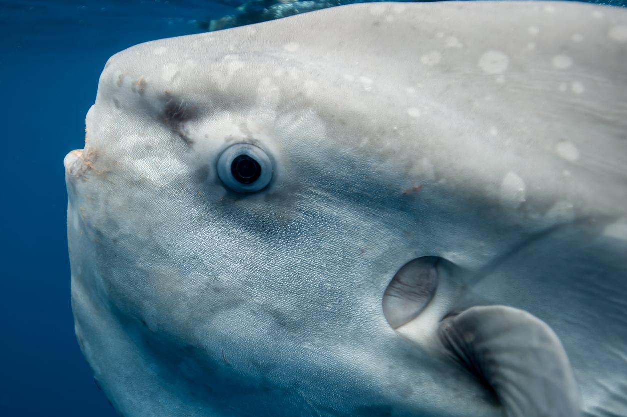 Ocean Sunfish or Mola - Characteristics, Habitat, Feeding and Reproduction