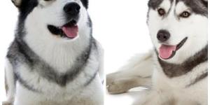 Differences Between the Alaskan Malamute and the Siberian Husky