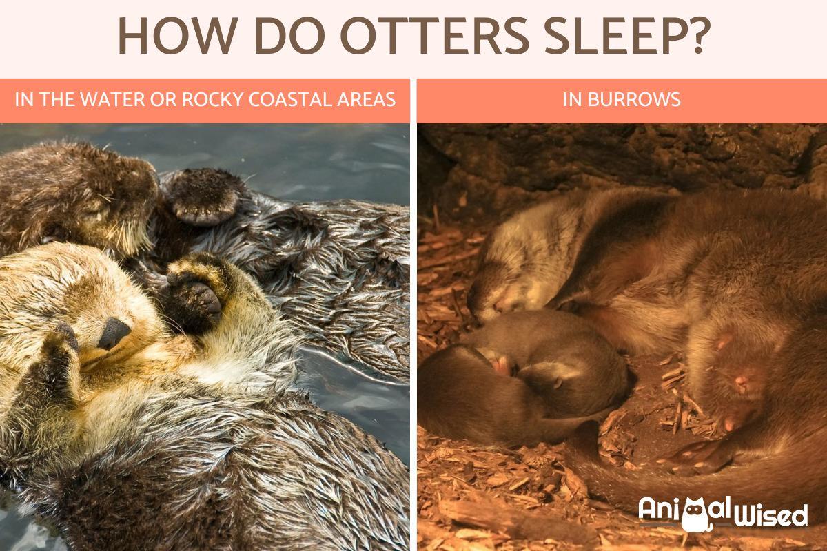 How Do Otters Sleep?